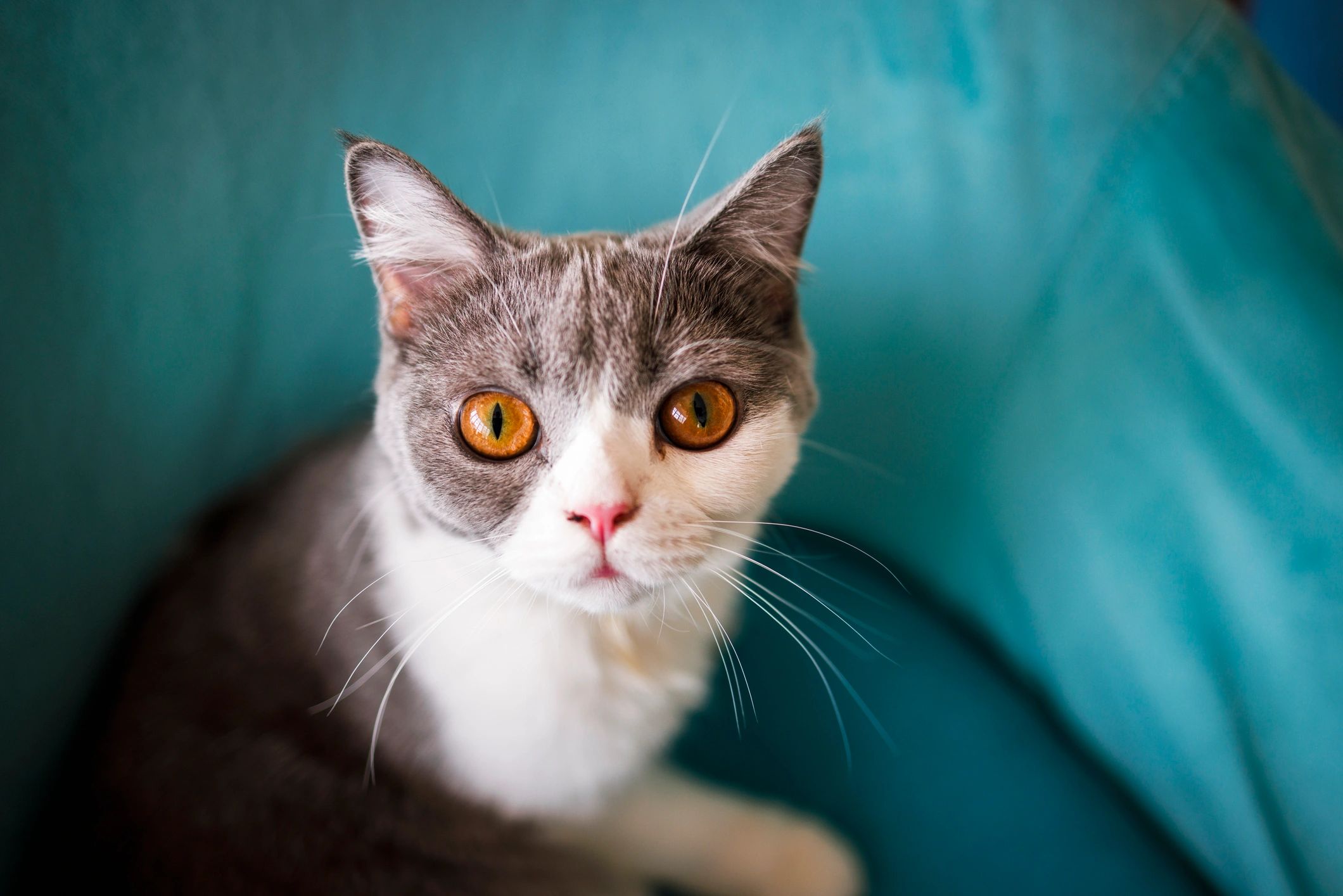 Cat resting on a sofa