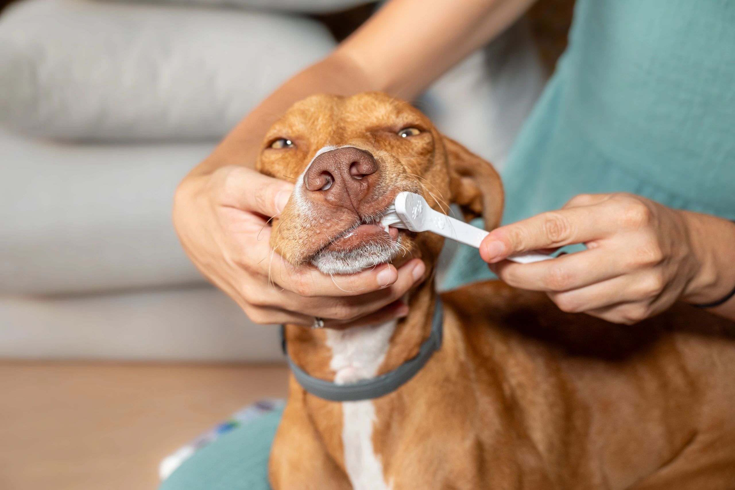 Brushing a dog's teeth for dental care