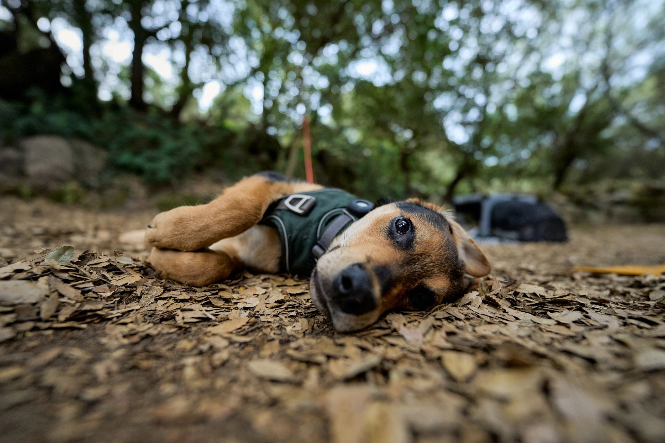 Dog resting comfortably