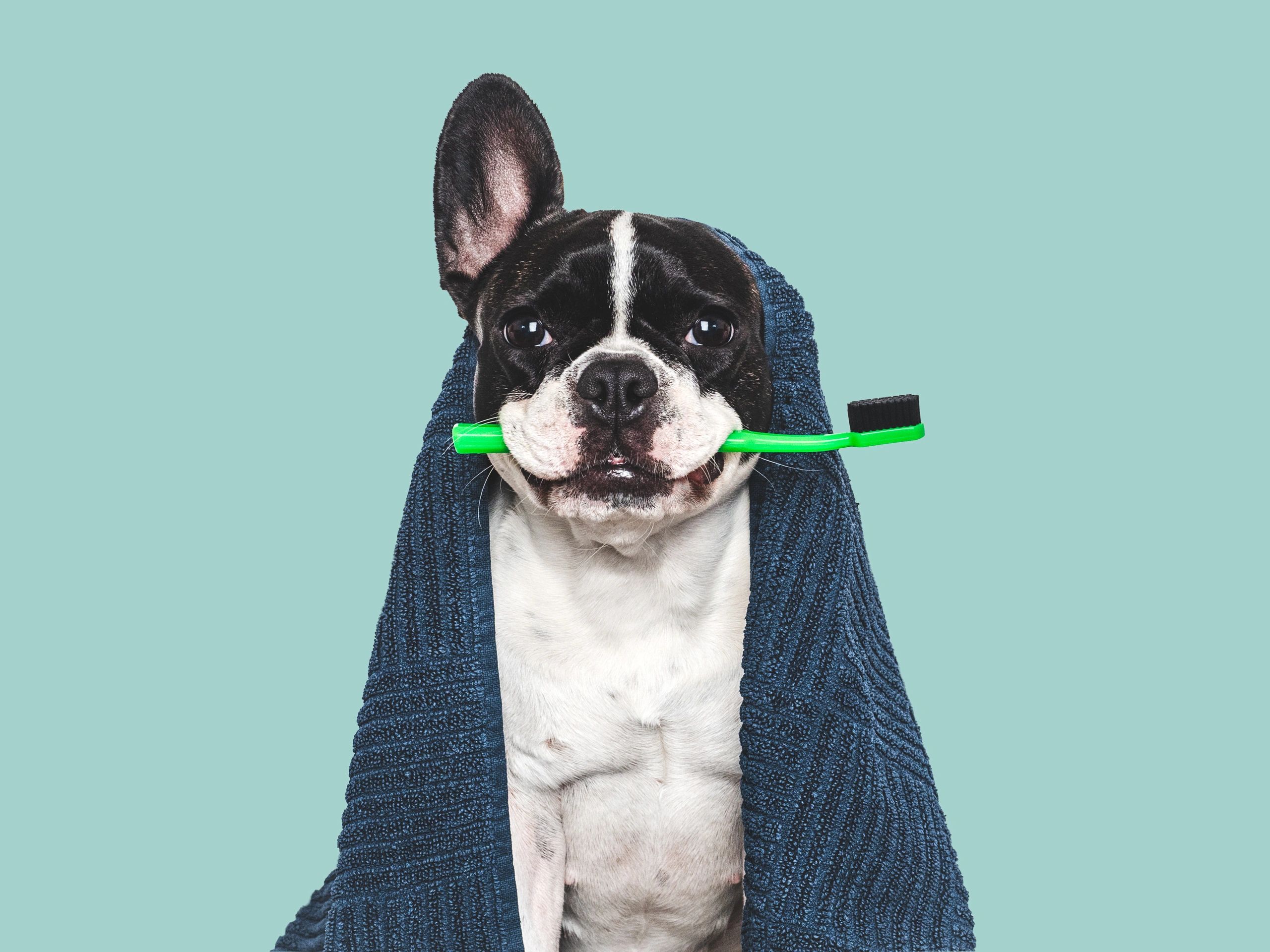 Puppy with toothbrush for dental care