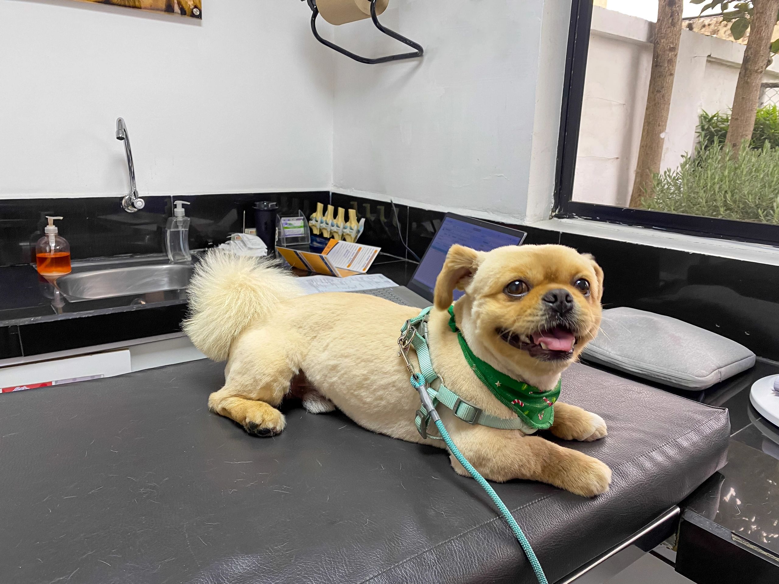 Small dog relaxing on a veterinary examination table