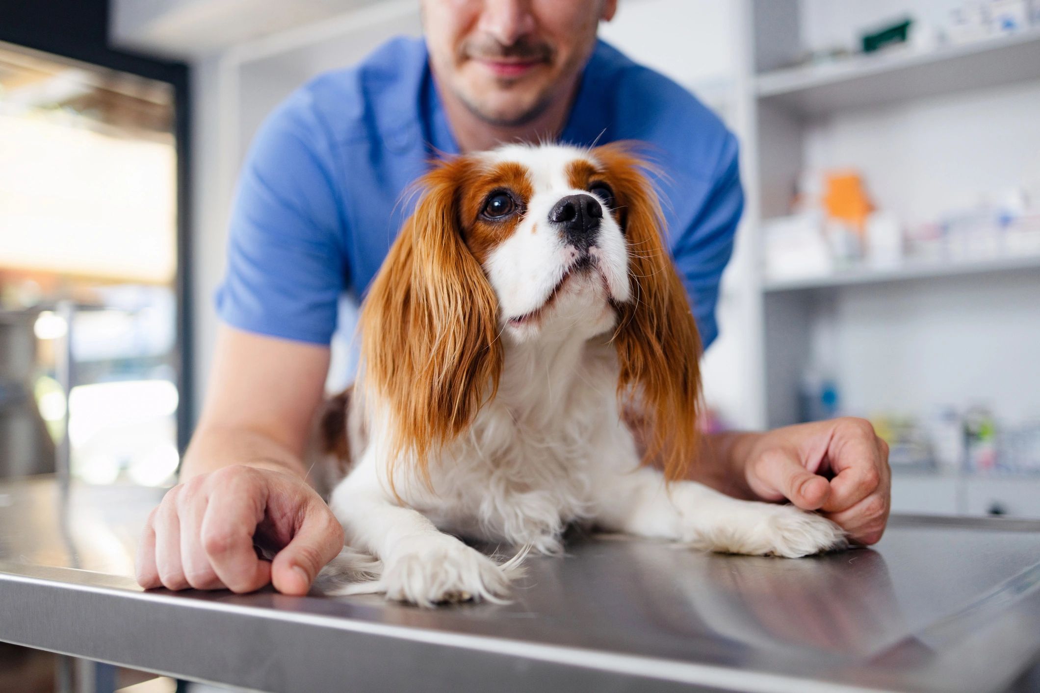 Veterinarian examining a small dog on an exam table